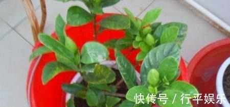 落花苞|栀子花难养做好3点，南方北方都能养好，花期长，香味浓！