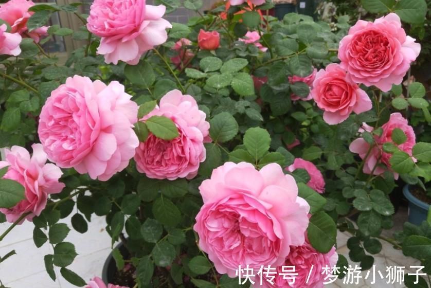此款高颜值大花月季，被称作“开花机器”，养起来真简单