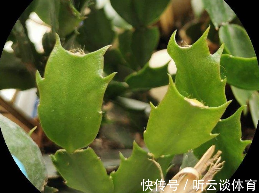 花芽|蟹爪兰长出这种叶子,立马掰掉它,嗖嗖冒花苞!