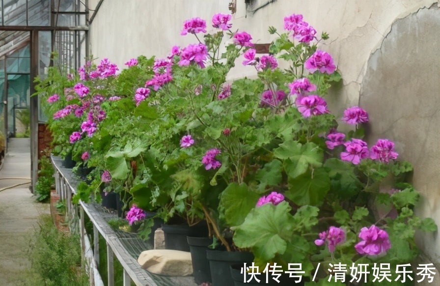 蚊虫|邻居的院子夏日几乎没“蚊虫”,原来是因为养了3种花,我也要养