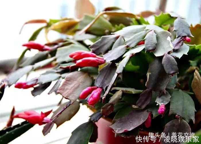 枝条|春末夏初特适合植物扦插繁殖,剪下来的枝条快速生根的方法