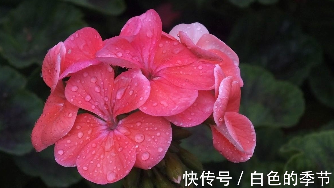 天竺葵扦插的几个“小妙招”,生根快,长得快,六十天开出大花球