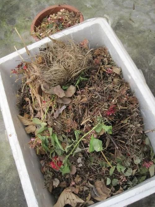 内脏|冬天养花埋点它,开春就疯长,1年不施肥一样绿油油!