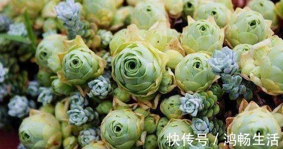 休眠|多肉一到夏季就休眠这3种长出“小包子”,照样美美哒