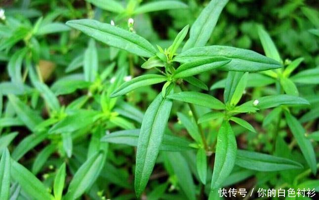 吃得起|湿气的克星“暴露”了,谁都能吃得起的湿气良药,还清理子宫细菌