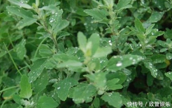 农村最多的一种野菜,叶子嚼两口能除口臭,后悔知道晚了