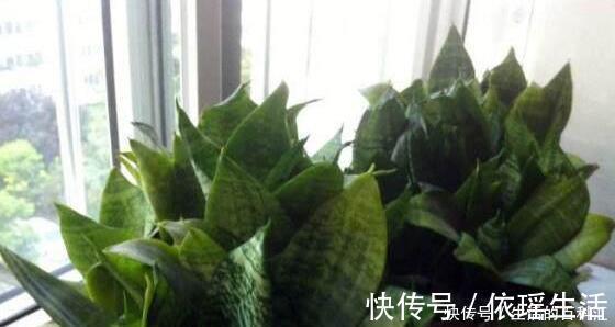 这四种绿植,十天半个月可以不浇水,爆芽、疯长到盆都装不下!