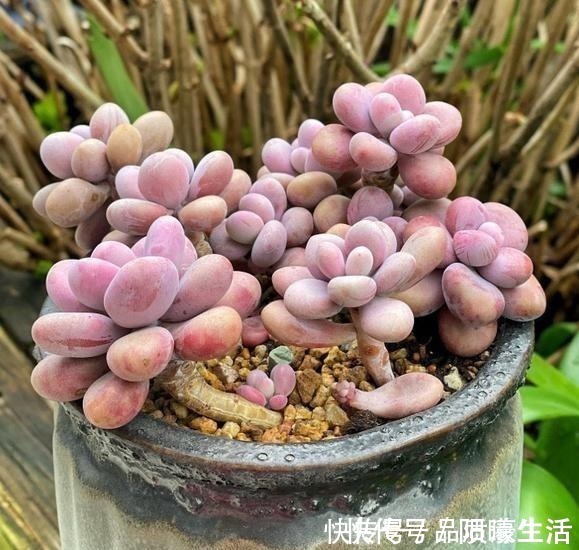 一棵桃蛋能否逆袭,往往看花友否无把握好这6点!