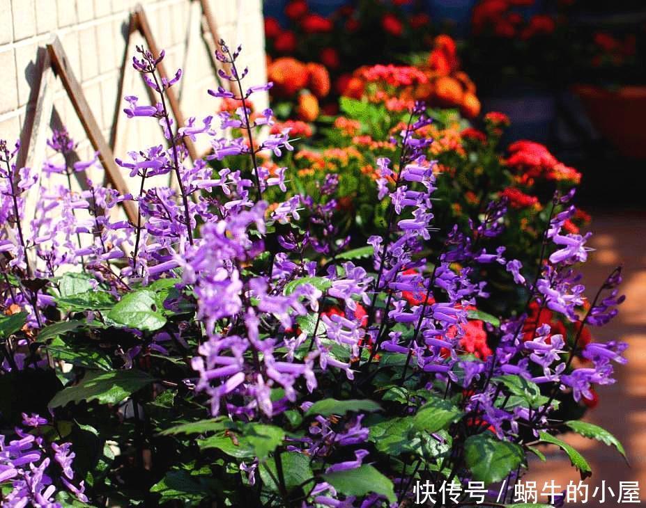 不抱希望,跟风买了网红花,却有意想不到的收获