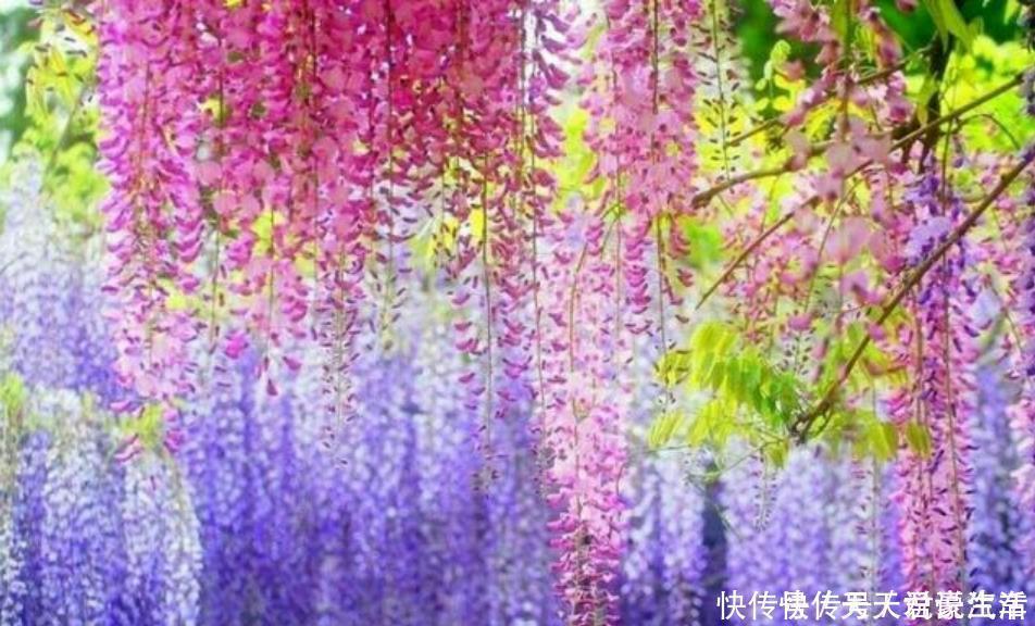 花盆|4种富贵花,添福添贵添好运,迷人的花朵,开满整个花盆