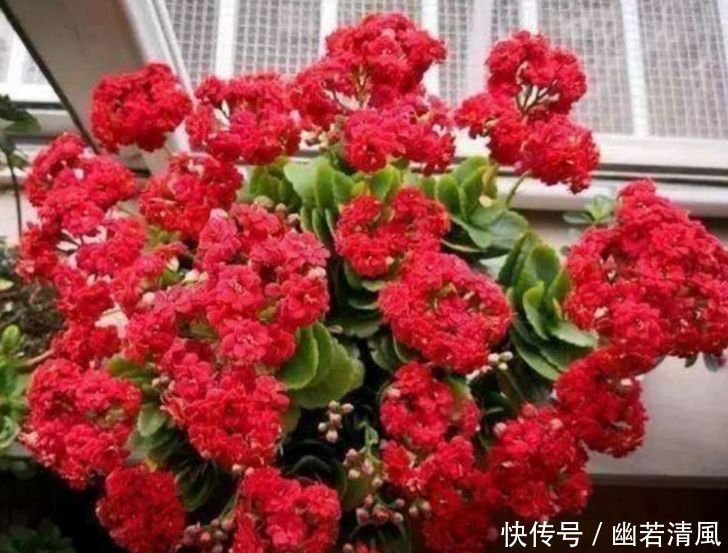 几款花卉,花大服盆快,旺财又旺运,养在家里寓意好