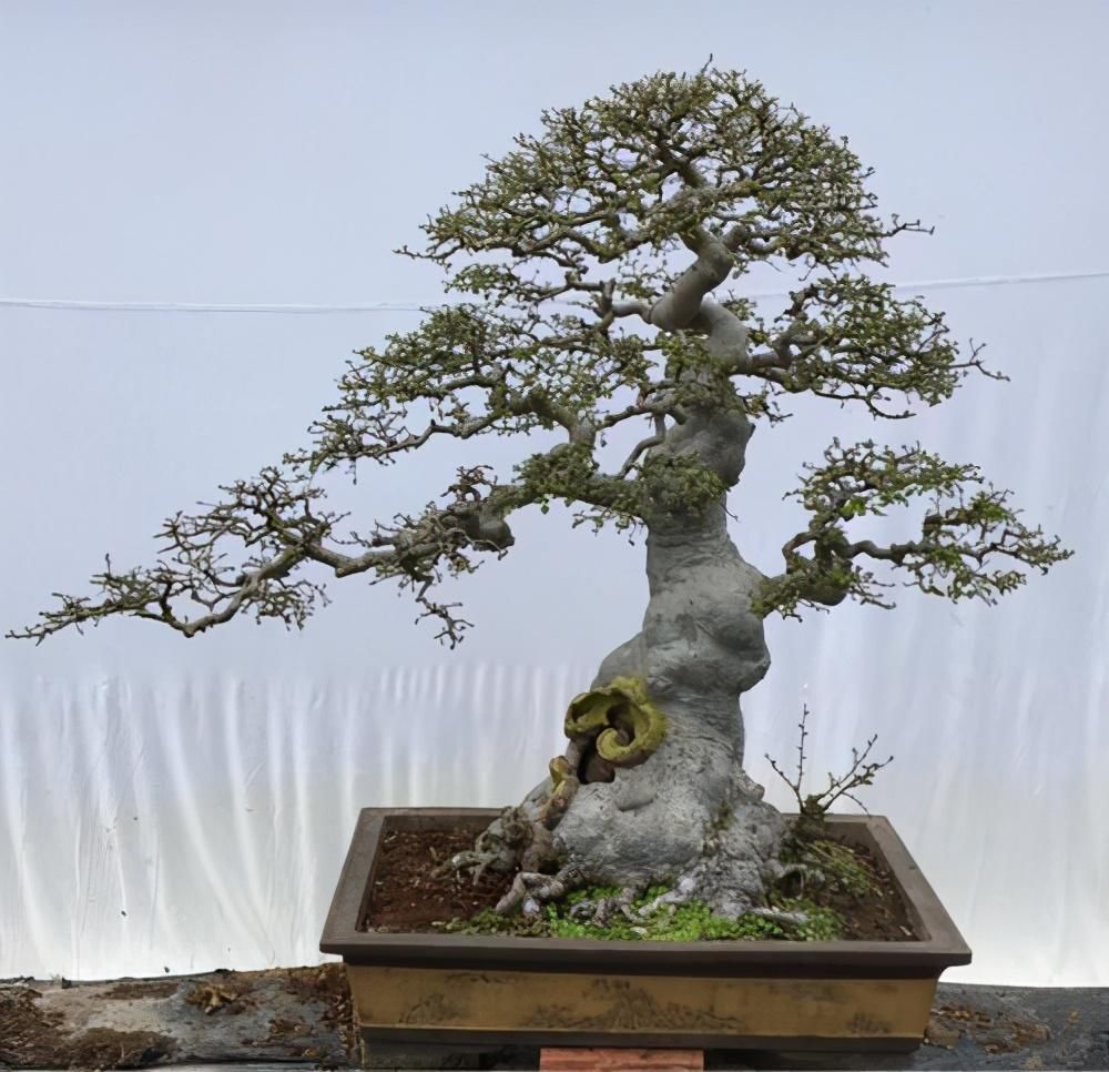 小花|4种农村常见的树墩子,修剪一番变成高价值盆景,观赏性极高