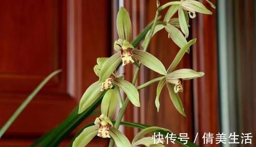 可以食用的兰花，曾争相抢购，现在人手一盆，花色多变，香味扑鼻