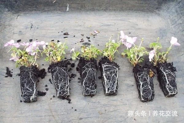 修剪|朋友的凤仙花要修剪,剪的枝条浸泡水里生根,很快养成健壮植物