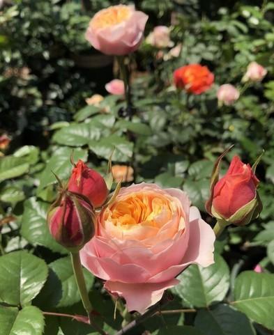 元素|月季花越开花越小做好“两件事”，花大色艳，天天开花不间断