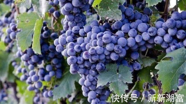 营养物质|肝毒“最怕”以下4种水果,每天吃一点,排出体内毒素,肝更干净