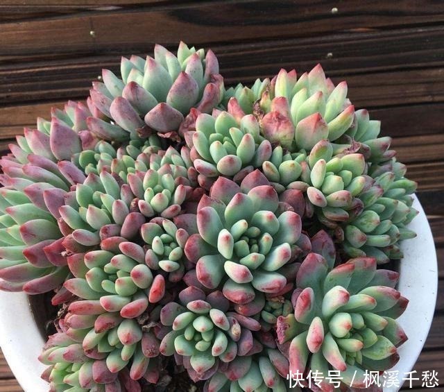 群生|容易群生的3种“多肉”，侧芽多繁殖快，颜色美，一年长到一大盆！