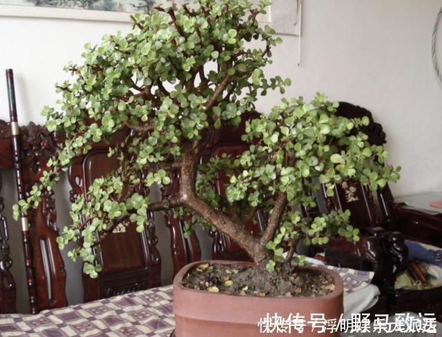 金弹子|夏季养不好绿萝，不如养“2种树”，平时只浇水，长成盆景，美！