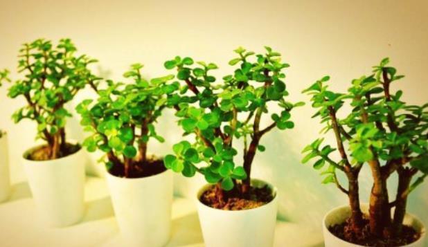 就能够|5种易繁殖的花,只需养1盆,1年繁殖几十盆,送亲朋倍有面子!