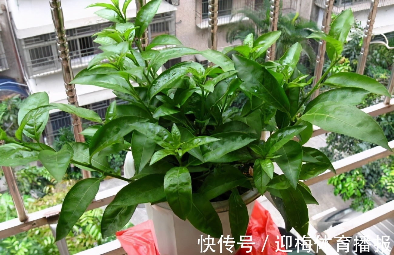 毒花|你养的花,可能是“毒花”,盘点8种常见毒花