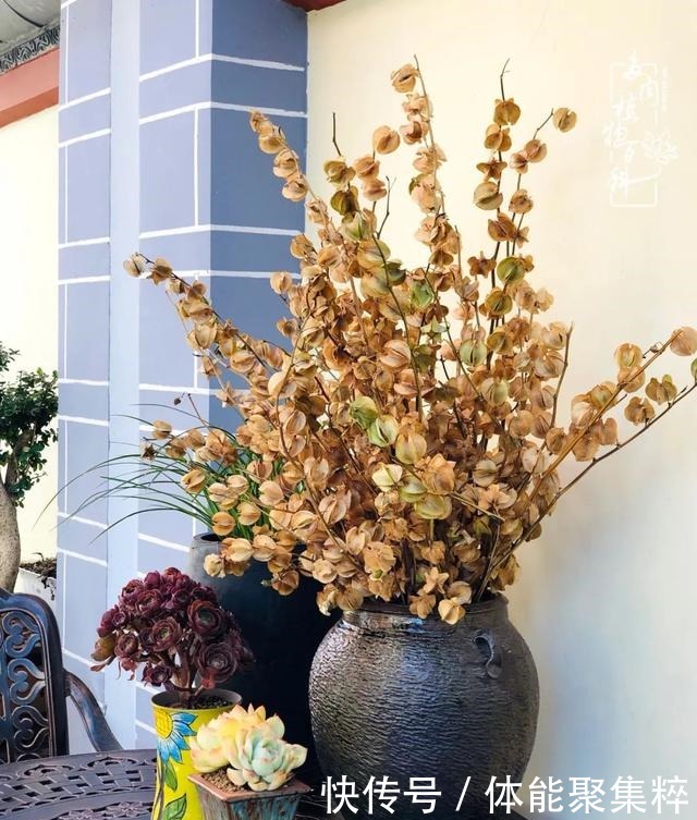 在茜的多肉小院里,花时间种快乐!在茜的多肉小院里,花时间种快乐!