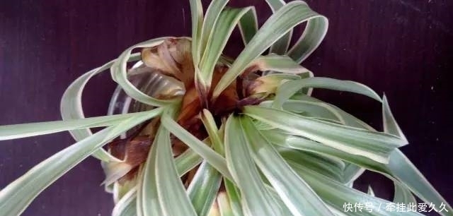 根全烂了别扔,这样做,分分钟把花救活!