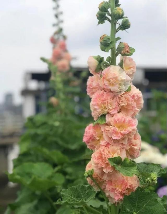 没有院子的人,在房顶养花,日子美如画!
