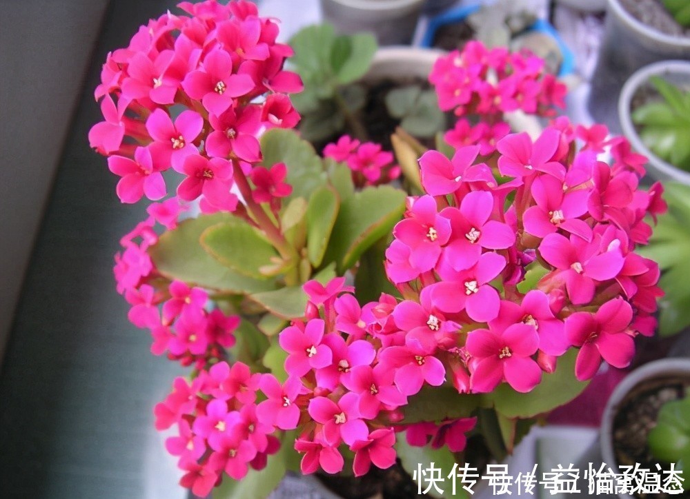 小苏打|长寿花不开花别着急，快来点小苏打，催花效果极好过年前能开花