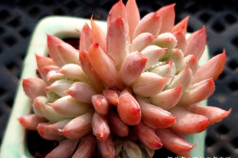 这5款多肉极难养出状态,养护环境不好或新手朋友最好不要碰它们