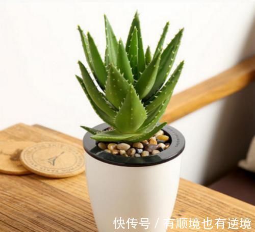 芦荟盆栽越长越大，如何给芦荟进行修剪，要注意什么