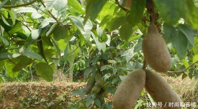 这4种水果,自从换了“洋名字”,吃货们纷纷购买!