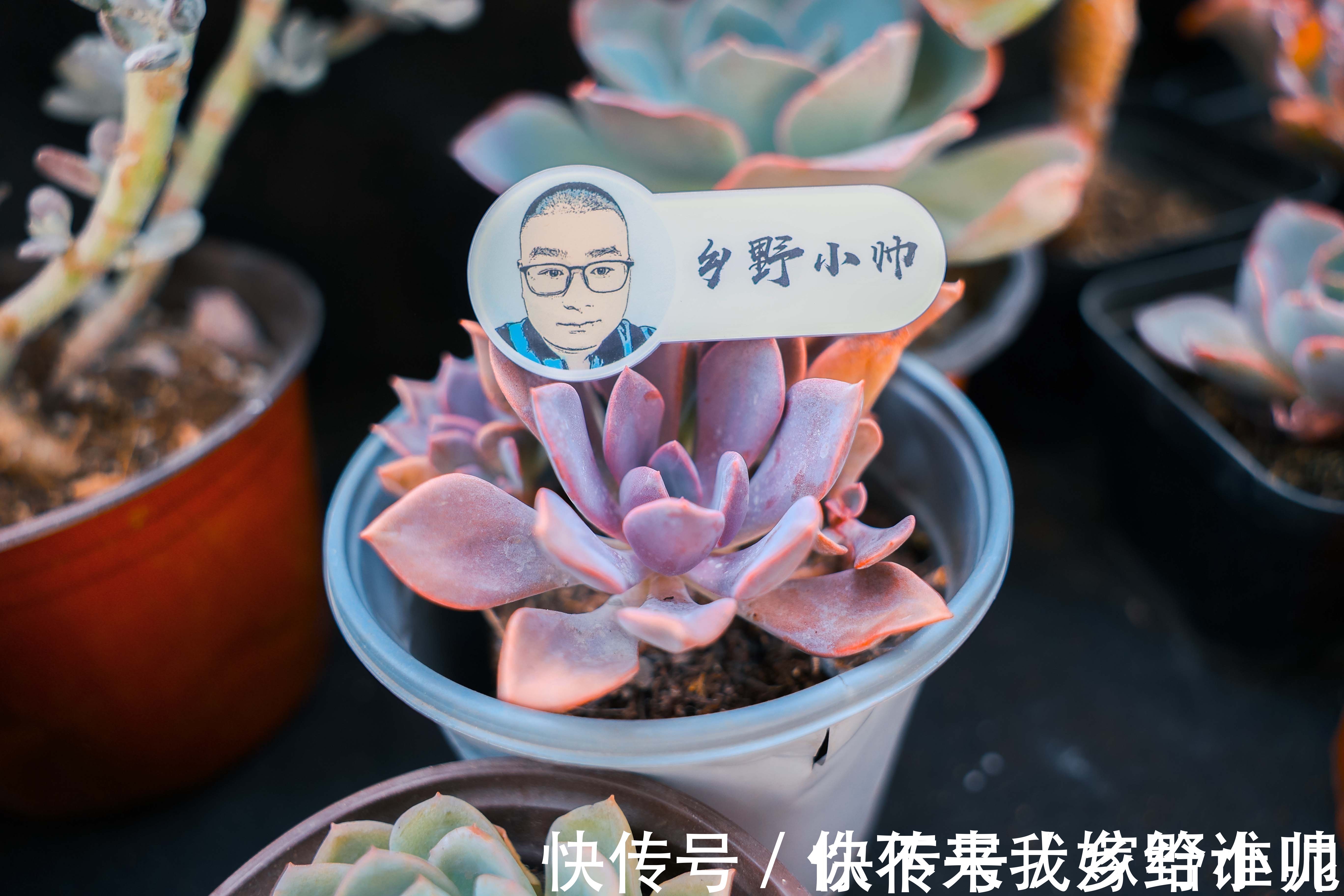 黛比、丘比特，两种长得类似双胞胎的两种多肉，这样养护更漂亮