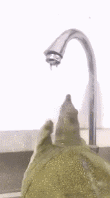 |搞笑GIF:伤害性不大 侮辱性极强的瞬间