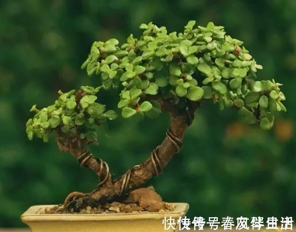 家里养棵树,经常修剪长势好,养成老桩盆景,价格翻几番