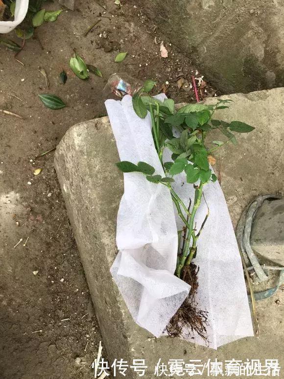 垃圾桶|垃圾桶里一堆“贵货”花,丢人也要捡,带回家就开花