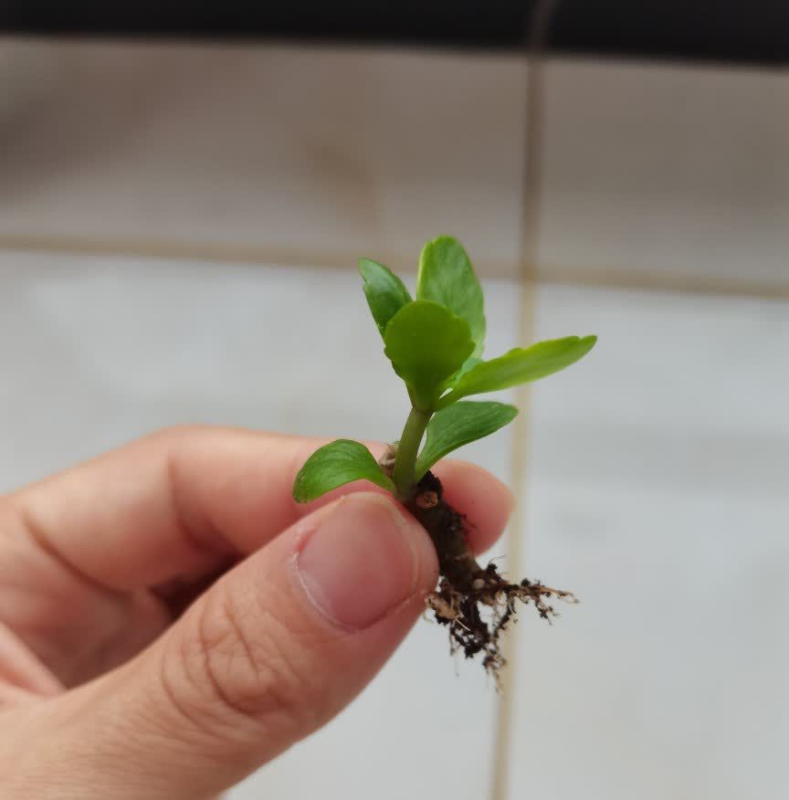 春天,这八种花剪个枝插土里就活,养养就开花,错过就要等明年了