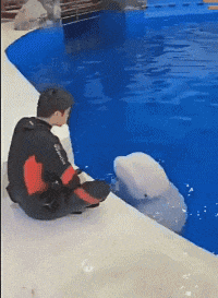 |搞笑GIF:有些搞笑是模仿不来的