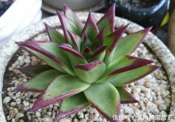 光照|怎么养护霸气侧漏的多肉乌木?需掌握3个要点!