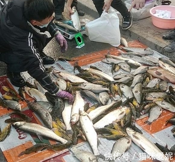 深圳2钓鱼人当街卖鱼,大小不论统统15元,网友:怎么不像是钓的