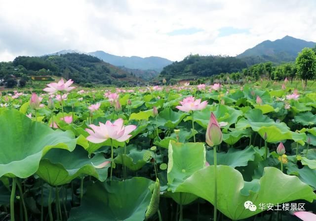 荷花池|荷花、水稻、看云卷云舒，华安土楼的夏天，总有一样打动你