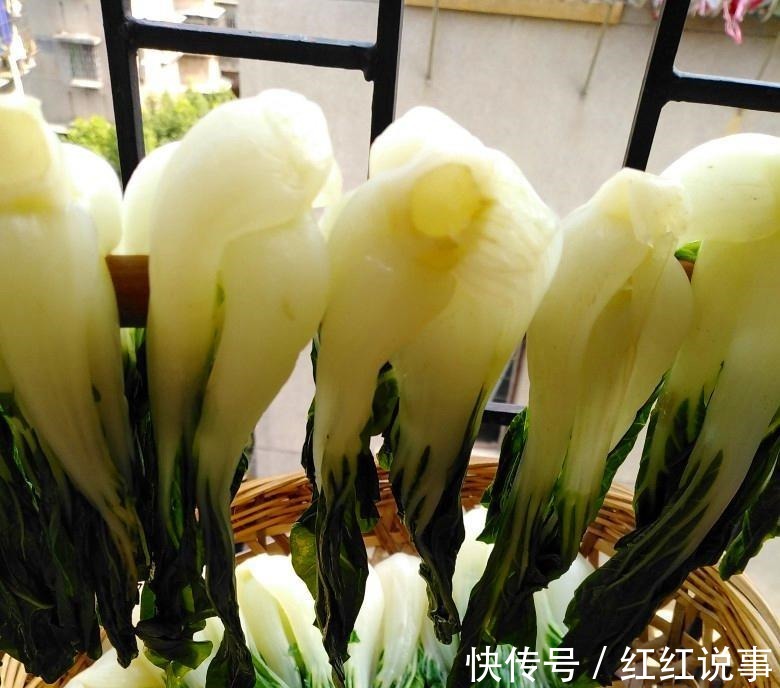 绿叶蔬菜|立秋以后,买上20斤小白菜晒一晒,冬天炖肉吃特别香,方法教给您!