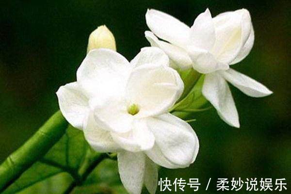 剪枝|大爷一盆茉莉养30多年，他只做了这个小动作，年年开花3次