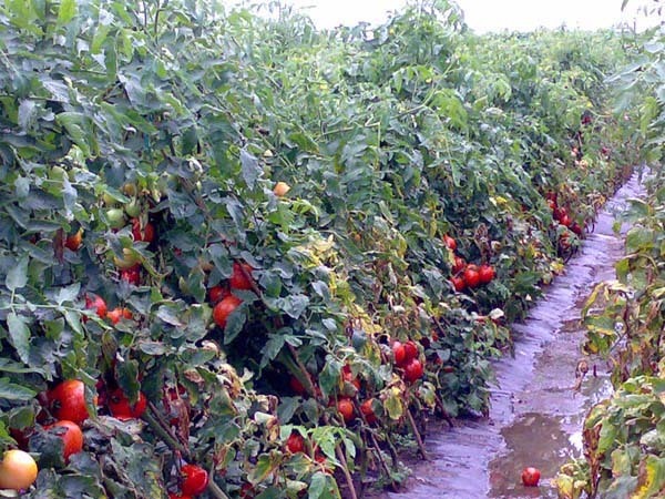 你天天吃西红柿，但千万不能这样吃，小心中毒