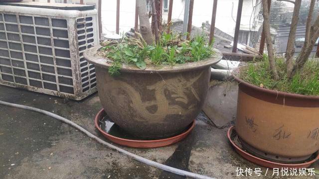 板结|阳台盆栽无花果,一个4字“小诀窍”,果子挂满枝,又甜又大又多