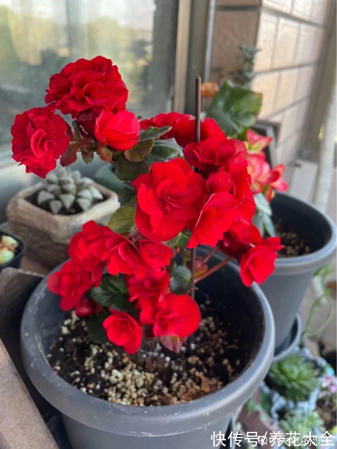 冬天扦插,最简单的方法学起来,这6种花都能生根