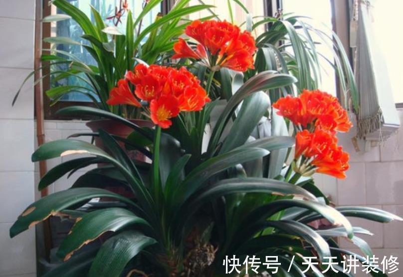 植株|秋天给君子兰,少做一件事,换盆白费力,做好了根系壮开花旺