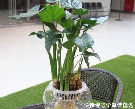 小花|几种“毒花”长得再美也不养,放在室内更不行,看看家里有没有!