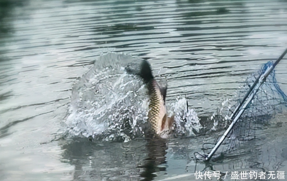 鱼线|提竿上鱼时最容易出错的几点,上钩的鱼也会跑掉!——盛世三渔