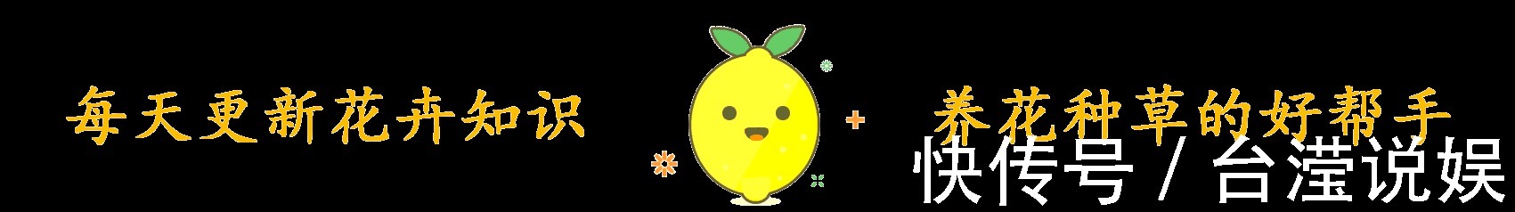 君子兰根系粗壮，花箭乱窜，多亏了这2步，现在实施时间正好！