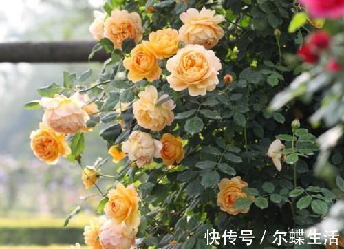 花卉|去闺蜜家发现，院子里没有一处空地，遍地是花卉，做法好高级